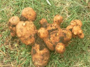 Monster potatoes, picked February 2015